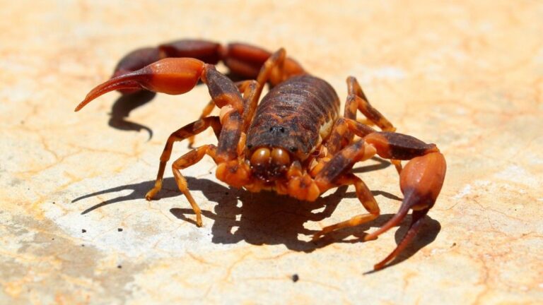 Brazil’s Scorpion Crisis: A Stinging Concern